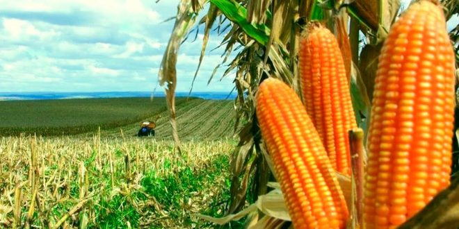 MERCADO DE MILHO NO BRASIL: PRÊMIOS, VARIAÇÕES INTERNACIONAIS E CENÁRIO INTERNO