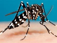 PREFEITO DE ALTEROSA E SUA SECRETÁRIA DE SAÚDE: OS VERDADEIROS MOSQUITOS DA DENGUE