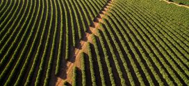 ALFENAS SE DESTACA COMO O 3º MAIOR EXPORTADOR DE CAFÉ ENTRE OS MUNICÍPIOS DE MINAS GERAIS