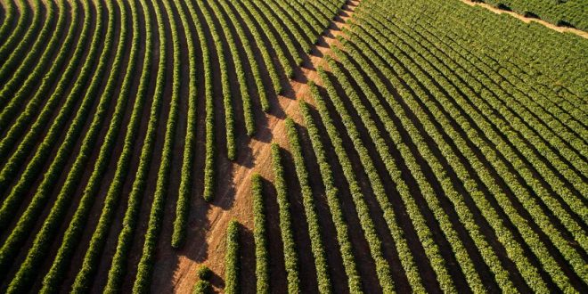 SAFRA MINEIRA DE CAFÉ EM 2023 DEVE ALCANÇAR 27,5 MILHÕES DE SACAS, COM CRESCIMENTO SIGNIFICATIVO DE 25%