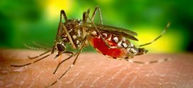 EPIDEMIA DE DENGUE ASSOLA O RIO DE JANEIRO E PREOCUPA AUTORIDADES EM TODO O BRASIL