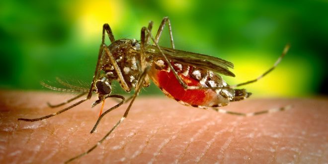 EPIDEMIA DE DENGUE ASSOLA O RIO DE JANEIRO E PREOCUPA AUTORIDADES EM TODO O BRASIL