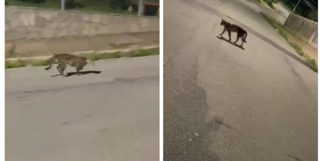 AVISTAMENTO DE ONÇA-PINTADA EM ÁREA URBANA DA CIDADE DESPERTA PREOCUPAÇÕES